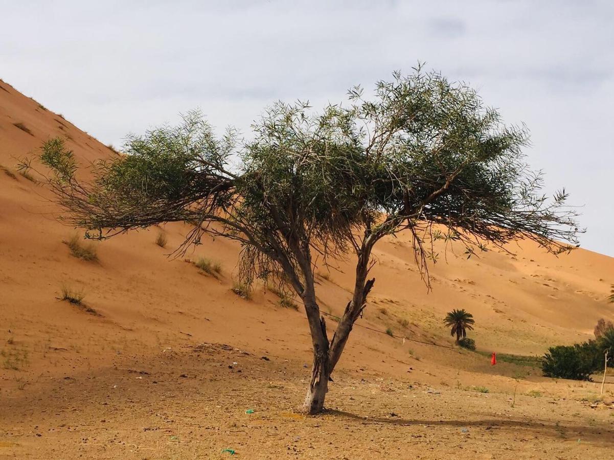 מרזאוגה Desert Camel Trekking Camp מראה חיצוני תמונה